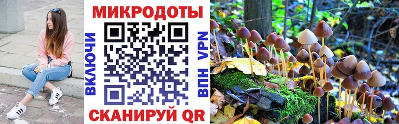 Купить где  Новосиль  Псилоцибиновые грибы Psilocybe 